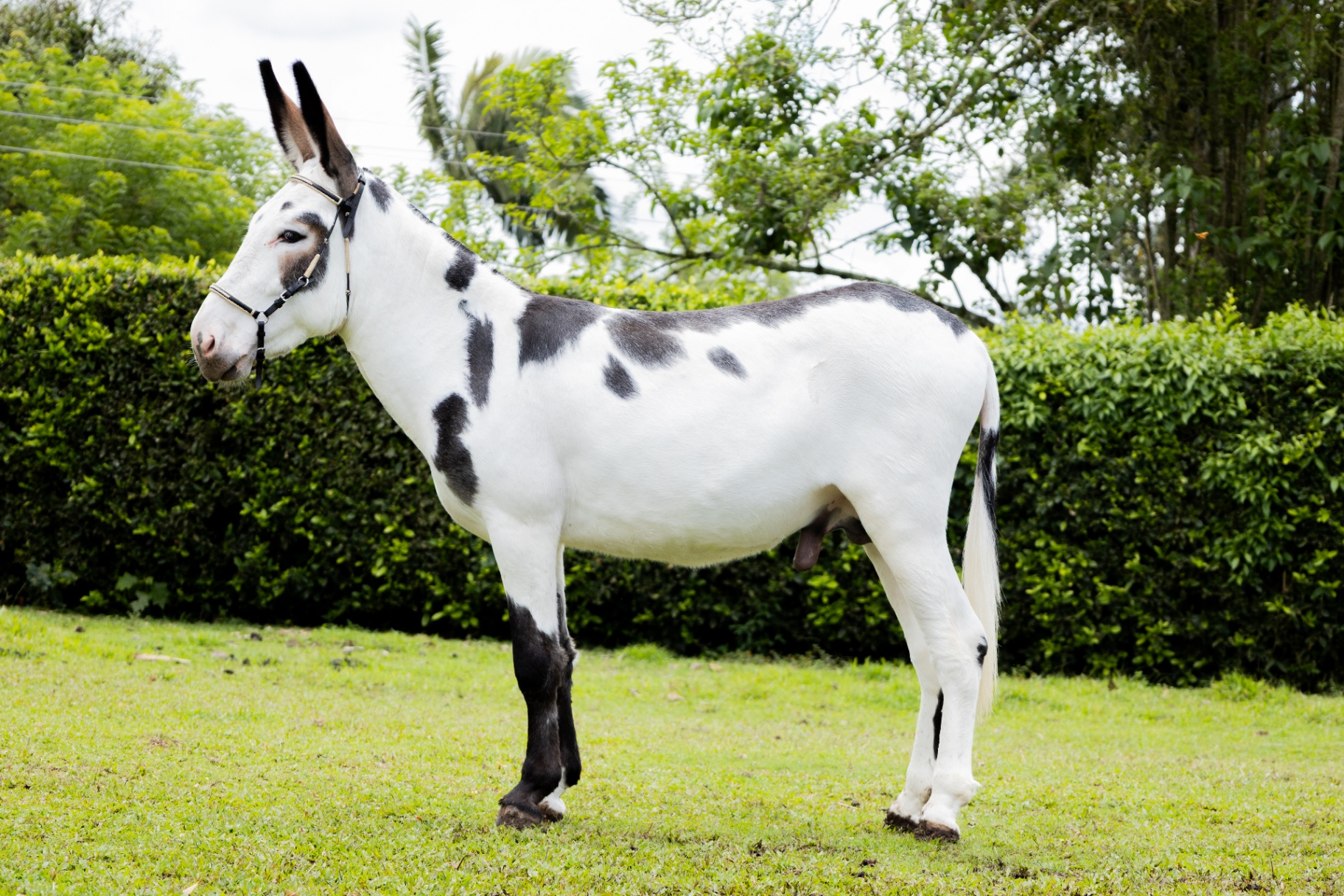 Burro criollo colombiano