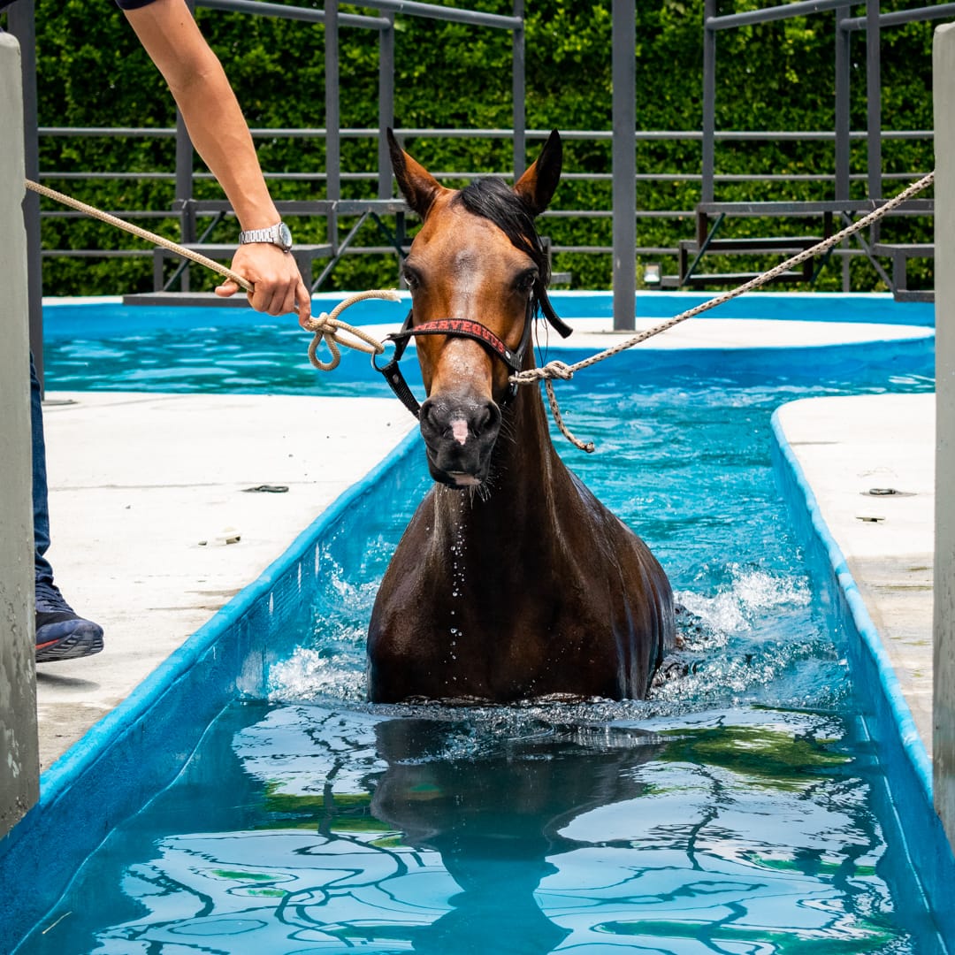 Hidroterapia equina en Mervequus
